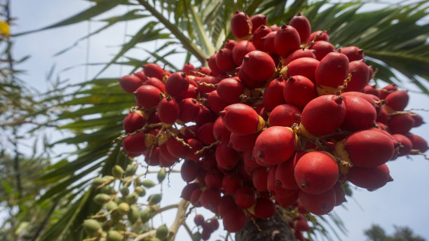 红槟榔已经可以收割了图片下载