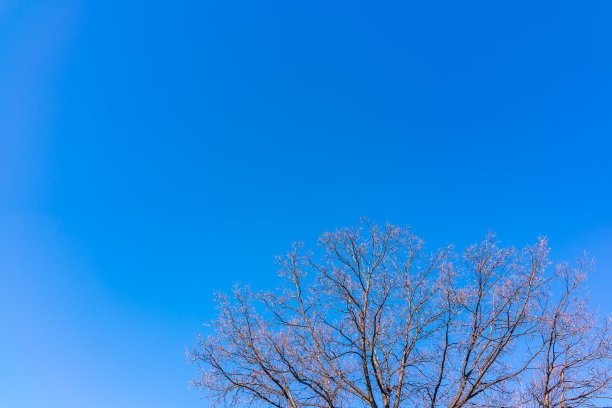 在一个晴朗的冬日里，橡树顶映衬着蓝天图片下载