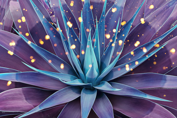 色调花纹龙舌兰叶植物肉质概念图片下载