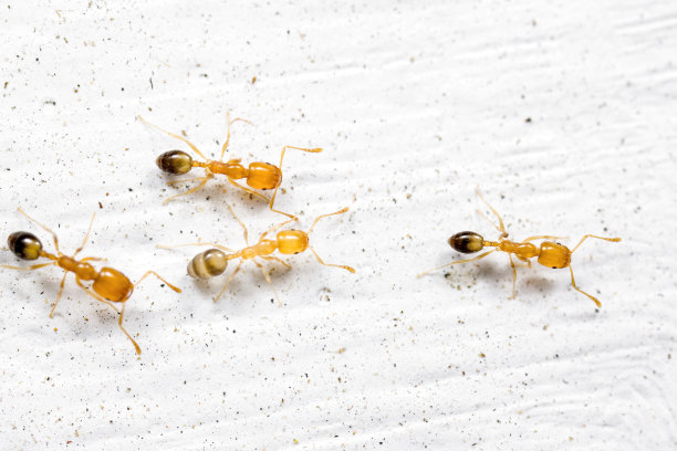 一群小蚂蚁在墙上奔跑的微缩照片图片下载