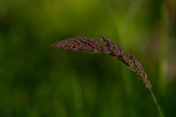 小麦植株特写图片下载