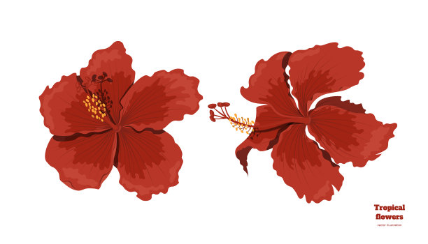 孤立的热带花木槿形象图片下载