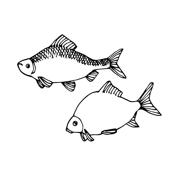 淡水鱼、鲷鱼图片下载