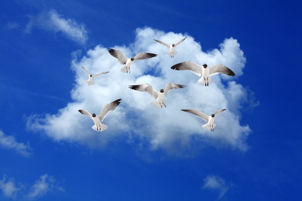 一群海鸥飞过蓝天图片下载