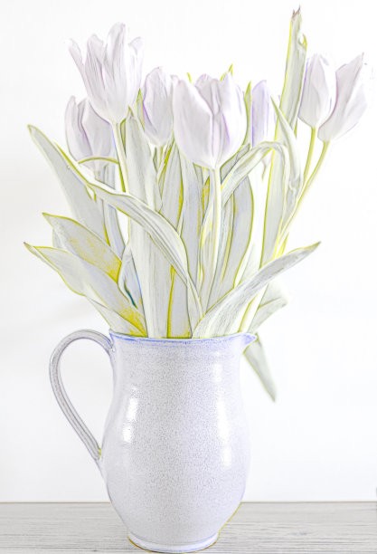 紫色郁金香图片下载