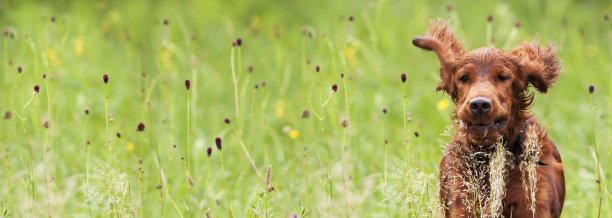 有趣的快乐的宠物狗小狗在草地上微笑图片下载
