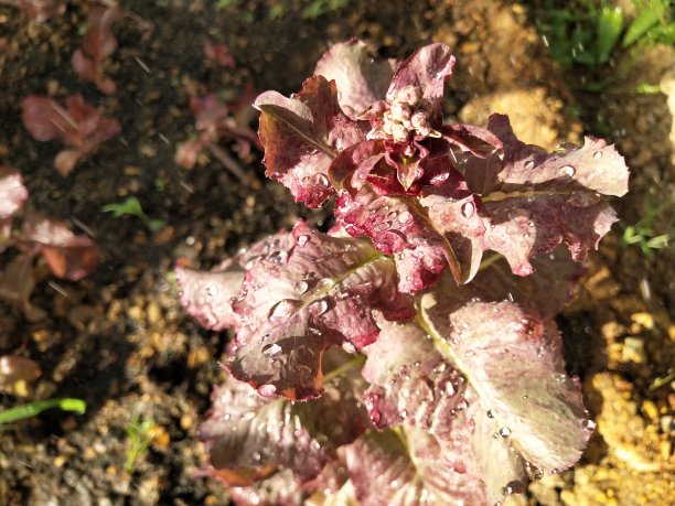 100%有机红Cos。图片下载