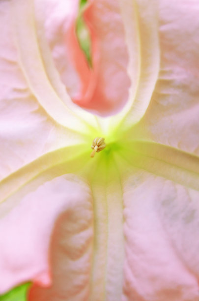 在一个Brugmensia '霜粉色' -天使的小号图片下载