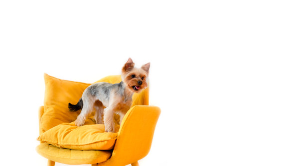 可爱的小约克郡坐在家里玩。顶部横向查看拷贝空间。照顾的概念图片下载