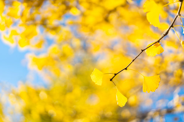 秋天银杏叶图片下载