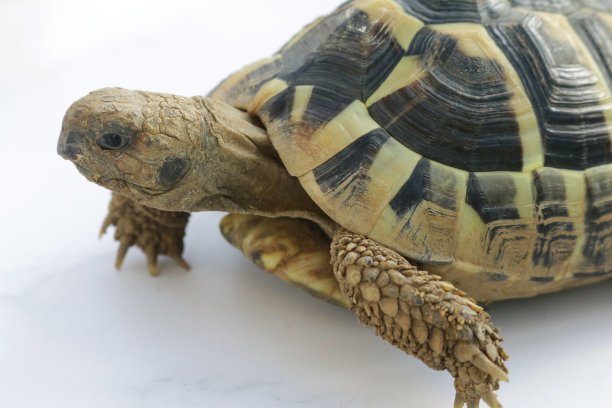 赫尔曼的乌龟(Testudo hermanni)享受阳光，爬行在白色的表面图片下载