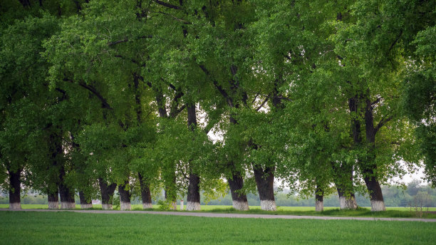 沿路有树。图片下载