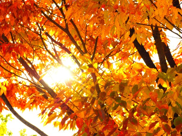 秋叶与阳光图片下载