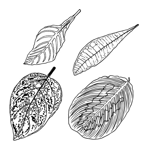 手绘植物叶、枝、蕨。家居花卉设计元素。为婚礼请柬和夏季促销横幅画草图。向量。图片下载