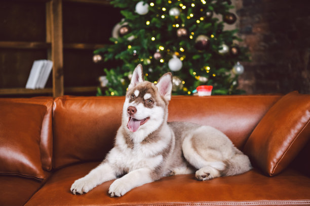 宠物和圣诞快乐和新年快乐的概念。快乐的小狗公哈士奇在圣诞节晚上的客厅里有大书架，图书馆和沙发。狗狗家装饰新年图片下载