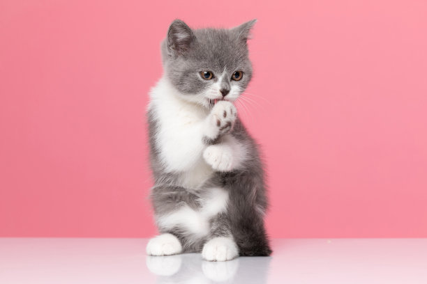 可爱的英国短毛猫舔猫，小猫，小猫，英国短毛猫，metis，品种，灰色，灰色，白色，可爱的，可爱的，小的，小的，年轻的，婴儿，幼仔，美丽的，美丽的，动物，宠物，看，粉红色，背景，工作室，和清洁的爪子图片下载