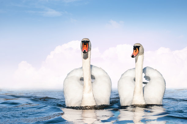 一对白天鹅在湖上并排游泳。图片下载