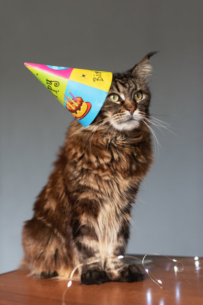 灰色背景上戴着生日帽的猫图片下载