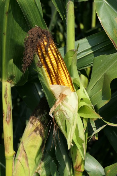 有成熟玉米芯的农田图片下载