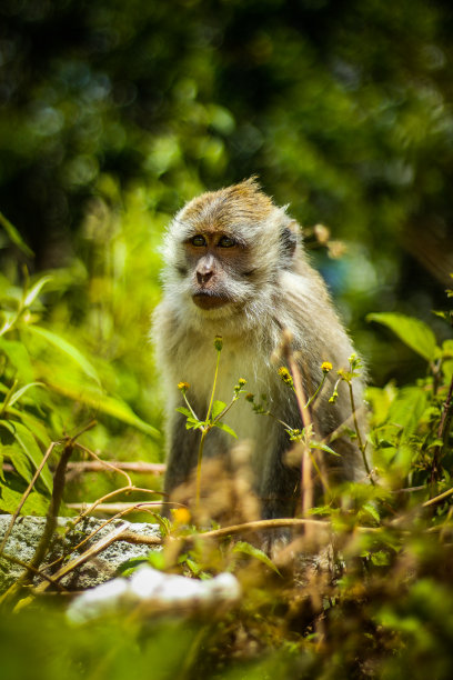 野生动物图片下载