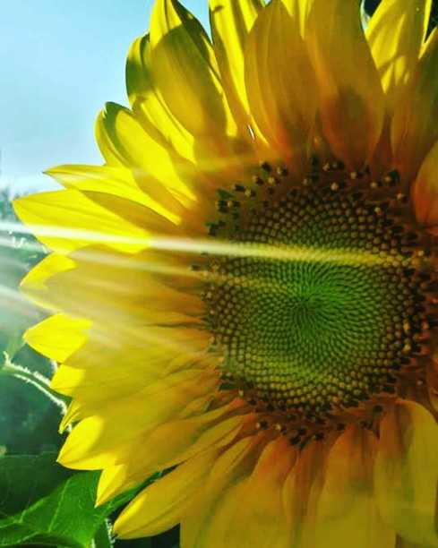 向日葵图片下载