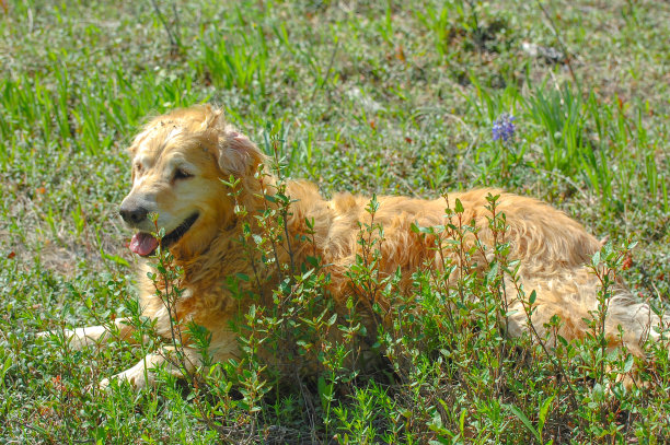 金毛猎犬躺在田野里图片下载