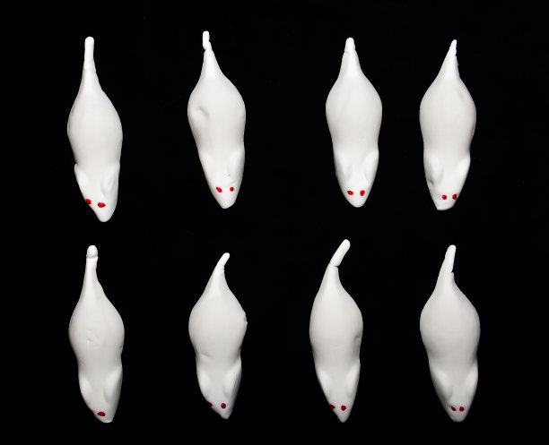 棉花糖、泡沫糖制成的甜小白鼠，以不同的形式平铺在黑色背景上作装饰图片下载