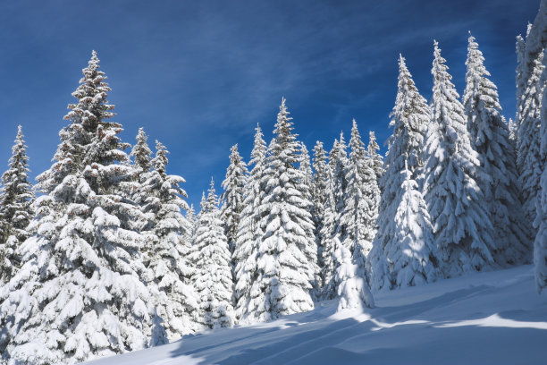 冷杉上的雪图片下载