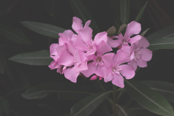 背景由盛开的鲜花和带有复制空间的山楂树制成。图片下载
