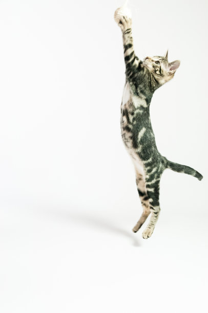 猫玩图片下载