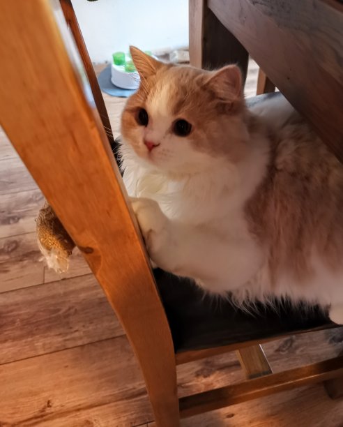 小猫坐在餐椅上图片下载