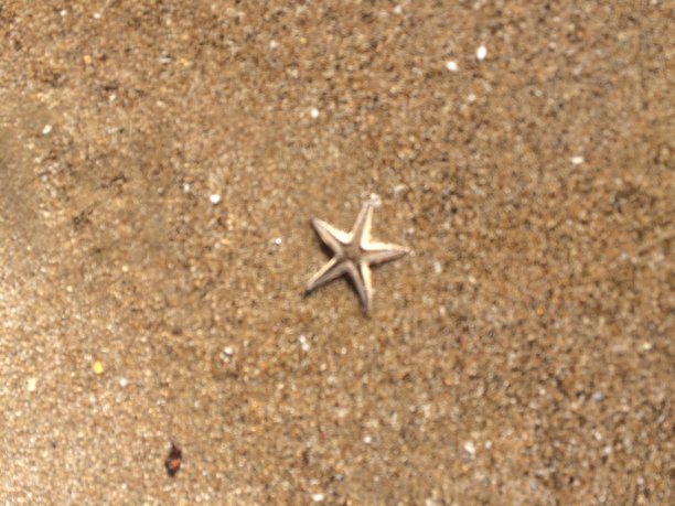 沙滩上的海星图片下载