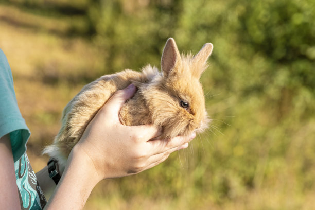 女人抱着可爱毛茸茸的兔子，特写。有选择性的重点。Sawe动物的概念。图片下载