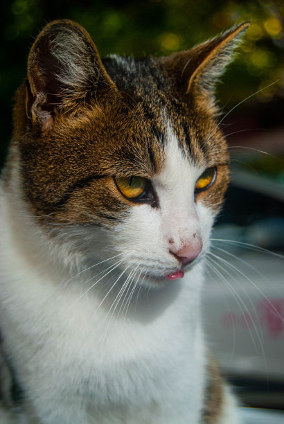 惊人的猫图片下载