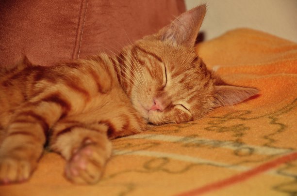 睡觉的猫图片下载