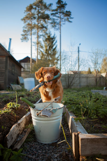 漂亮的年轻棕色新斯科舍省鸭鸣寻回猎犬图片下载