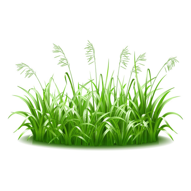 一簇浓密的绿色多汁明亮的草图片下载