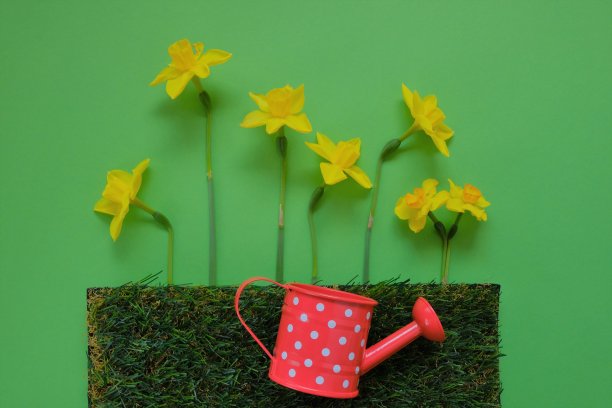 黄色的水仙花。春天的花。13、浇花养花。黄色的水仙花，草和红色装饰喷壶上明亮的绿色背景。春天的花园工作。图片下载