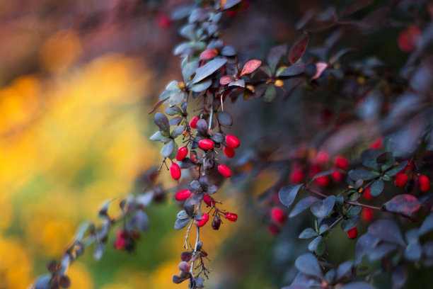 花园里灌木上的红浆果。枝条以新鲜成熟的浆果为自然秋色背景。小檗属植物。五彩缤纷的秋季背景图片下载