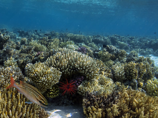 水下珊瑚礁和海胆图片下载