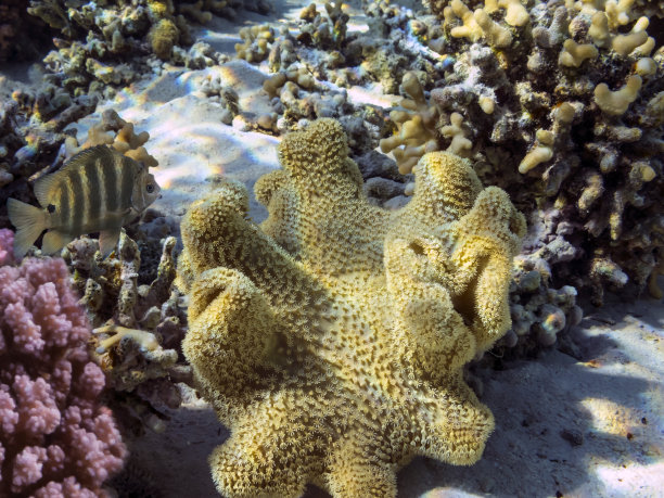 水下珊瑚礁和海胆图片下载