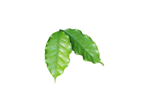 绿色，咖啡叶孤立在白色背景上。图片下载
