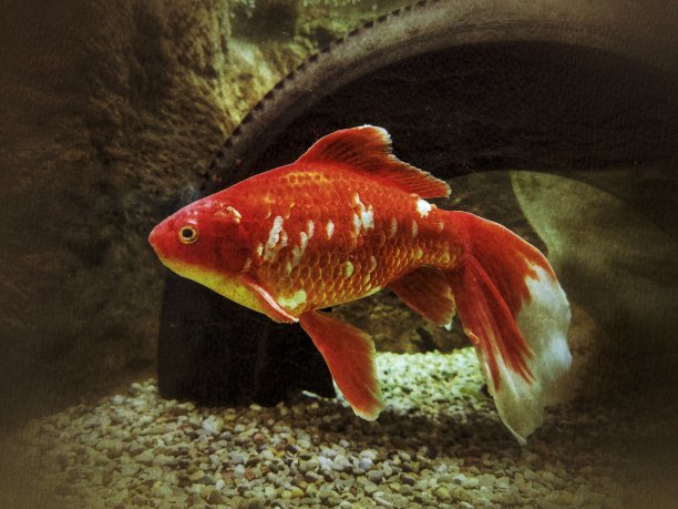 难看的东西成熟的金鱼图片下载