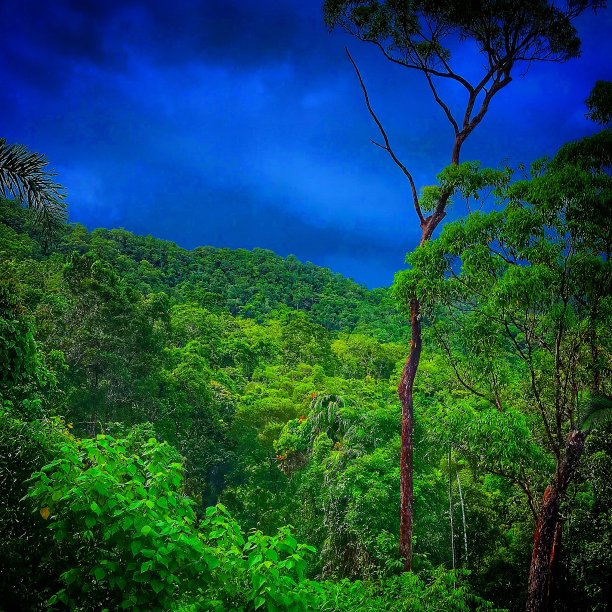 丛林风暴图片下载