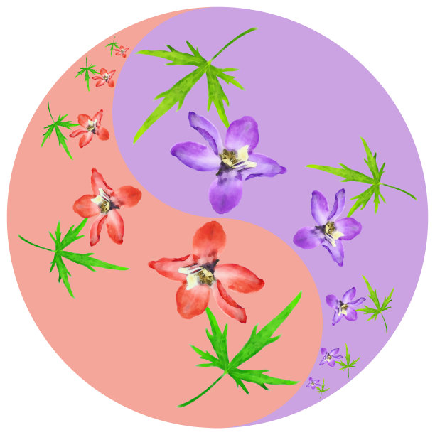 花象征阴阳。飞燕草,燕草属植物。东方风格的彩色背景上的阴阳符号几何图案。阴阳符号取自花、花瓣。曼荼罗的花卉插图。图片下载