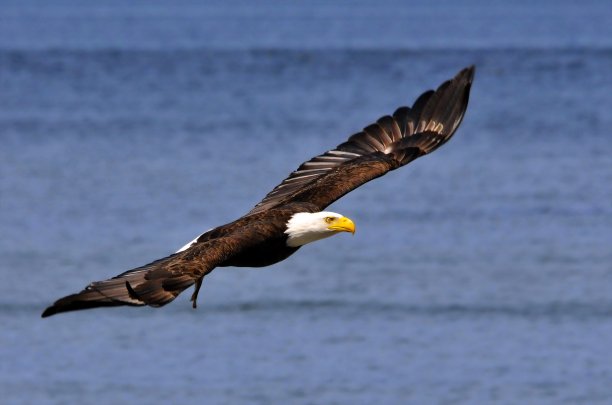 美国秃鹰图片下载