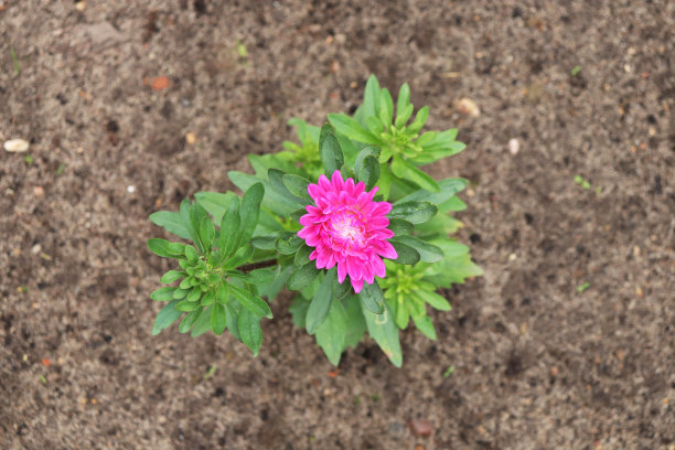 花在花园里图片下载