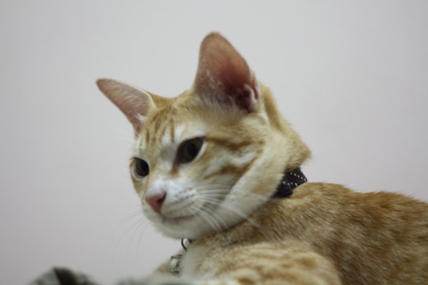 那只橙色的猫坐在房子里，一脸清净。图片下载