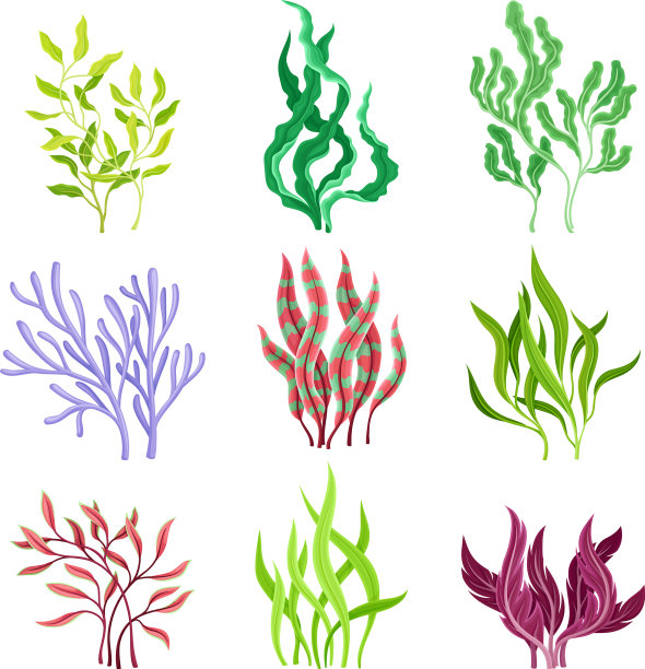 生长在海洋上的水下海藻或海藻图片下载