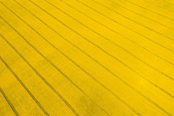 无人机捕捉到明亮的黄色油菜籽田的图像。用作植物油的春季开花的油菜或菜籽油。图片下载